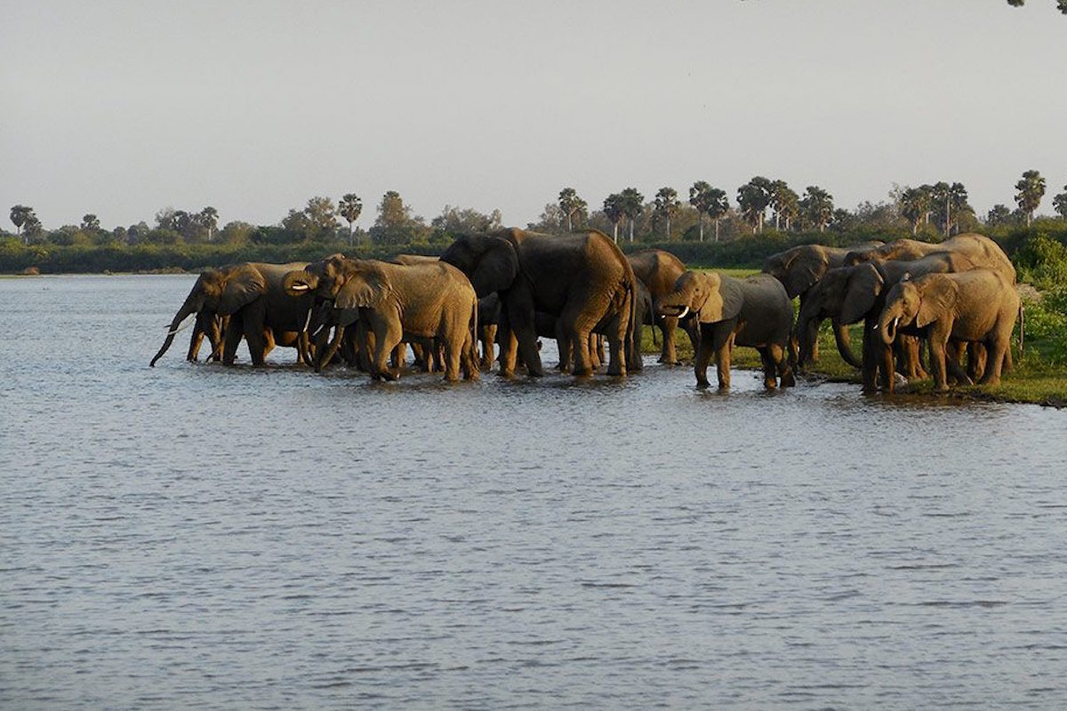 3 DAYS / 2 NIGHTS NYERERE NATIONAL PARK