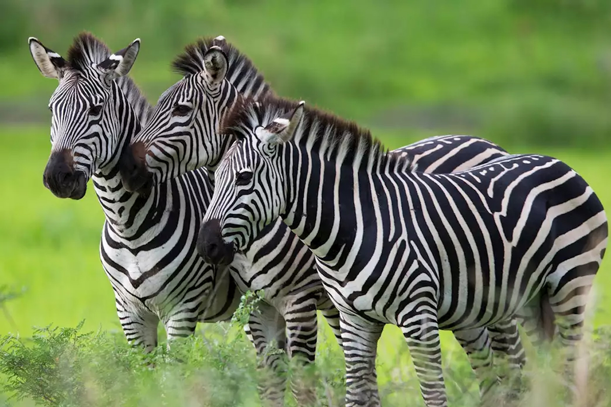 4 DAYS/3NIGHTS MIKUMI NP – NYERERE NATIONAL PARK