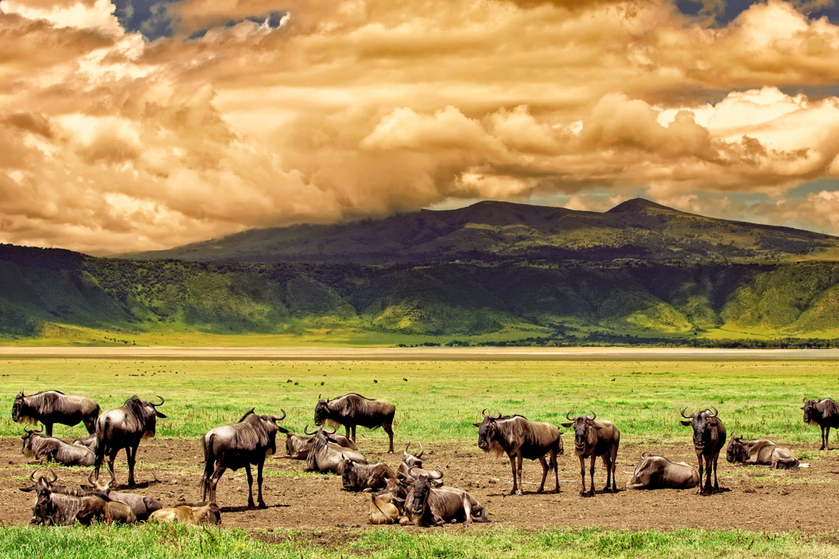 3 DAYS SAFARI (SERENGETI NATIONAL PARK & NGORONGORO CRATER )